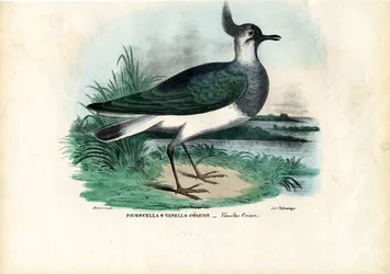 Northern Lapwing, 1863-79
